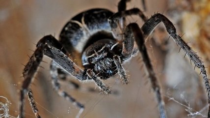 Глобальное потепление может стать причиной появления пауков-каннибалов