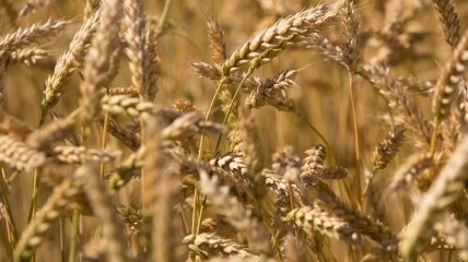 Козаченко: Украина теряет на перевозке зерновых 
