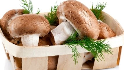 Польза и вред грибов: чем опасен белок хитин в их составе