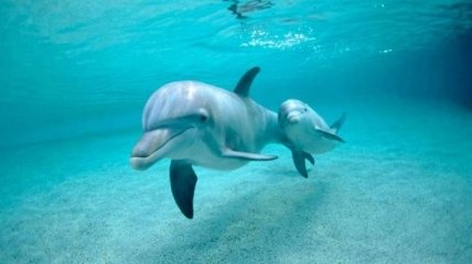 В Японии четыре дельфина сбежали из приюта