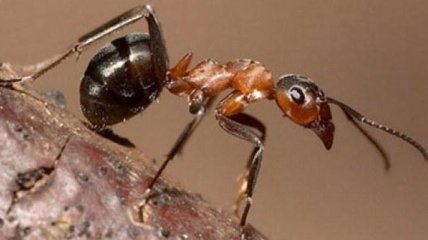 Полезные свойства и применение муравьиной кислоты