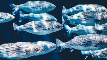 Одни в воде, другие на суше: исследование показало, почему рыбы меняют "место жительства"