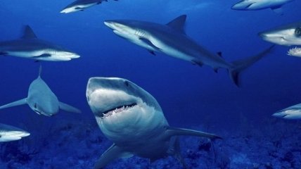 Ученые выяснили удивительный факт об акулах