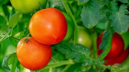 Як поливати помідори, щоб урожай був здоровим