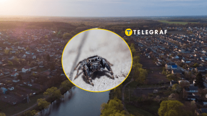 Редкого паука увидели в Кривом Роге