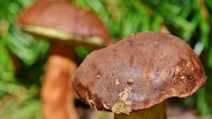 Во Львовской области нашли удивительный гриб-великан 