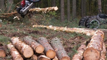 В Украине увеличат штрафы за вырубку деревьев 