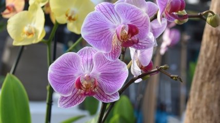Не забывайте применять специальные удобрения для орхидей