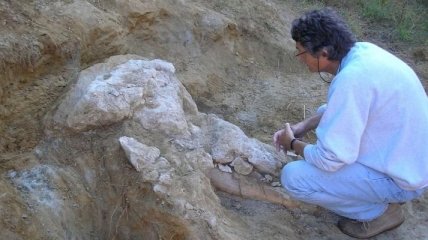 Археологи нашли редкий череп пиренейского мастодонта