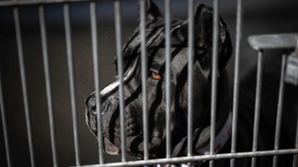 Собака породы кане-корсо относится к потенциально опасным
