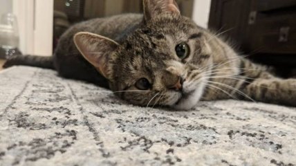 Право на любовь: милая кошка с синдромом Дауна покорила пользователей Instagram (Фото)
