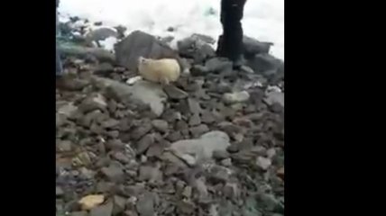 "Тискали, брали на руки, фотографировали": в России довели до смерти детеныша тюленя