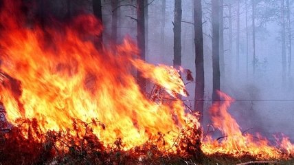 В Житомирской области четвертый день тушат лесной пожар 