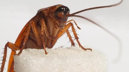 Доказано сверхострое зрение тараканов   