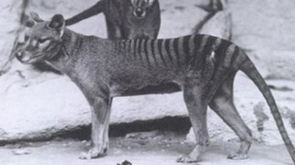 В Австралии обнаружили вымершее животное