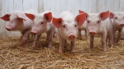 В Винницкой области зафиксирована вспышка африканской чумы свиней