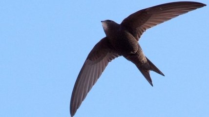 Ученые выяснили, как птицы научились летать