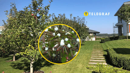 Отруйні рослини