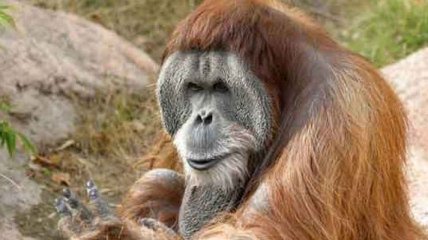 Ученые: Орангутанги способны запоминать вкус пищи