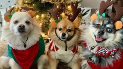 Улыбка до ушей: забавные песики в рождественских свитерах