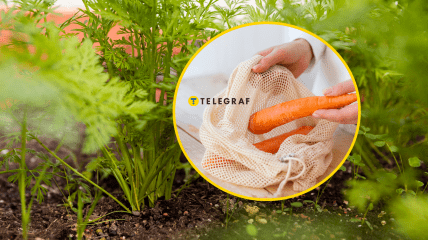 Зберігання моркви