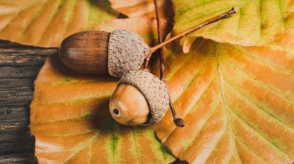 Сухо, но прохладно: синоптики дали прогноз погоды на ближайшие дни