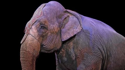 З 2021 заборонять використовувати тварини в цирках