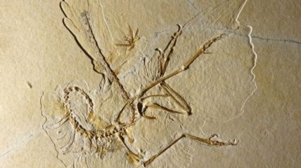 Ученые доказали наличие кератина в древних окаменелостях