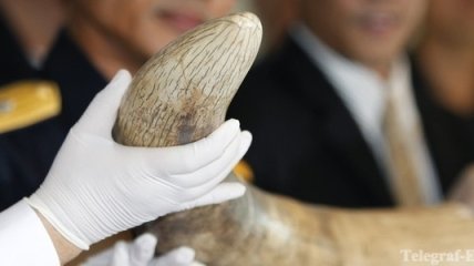В Зимбабве решили торговать слоновой костью ради сохранения слонов