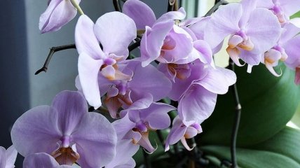 Орхидея "заболела": причины потери тургора листьев у растения