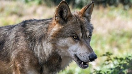 Под Харьковом появились опасные для людей гибридные волки