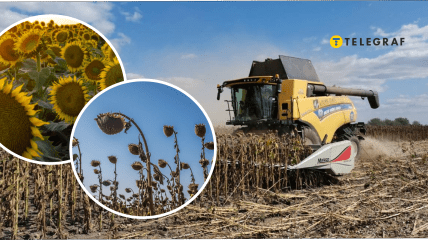 Аграрии Днепропетровщине жалуются на урожай подсолнухов