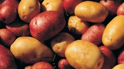 Трансгенный картофель из Беларуси: быть или не быть? 