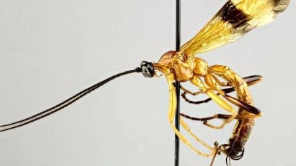 В Южной Америке обнаружено 15 новых видов насекомых-паразитов