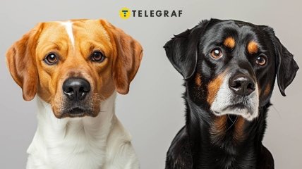 Собака-талісман (фото створене з допомогою ШІ)