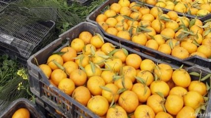 В Украину пытались ввезти зараженные паразитами турецкие мандарины