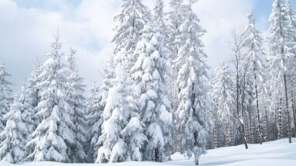 Погода в Украине 6 февраля: преимущественно снег, местами с дождем 
