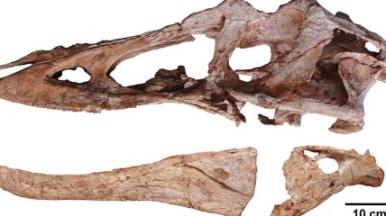 Был обнаружен скелет динозавра, родственника тираннозавра