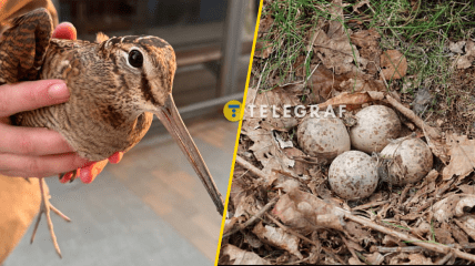 Вальдшнеп весной мигрирует для размножения