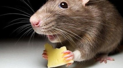 Ученые выяснили, как происходит пищеварение у мышей