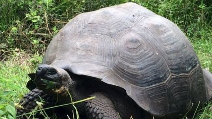 Ученые открыли новый вид гигантских черепах
