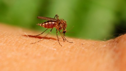 Комарі не люблять спеку: за яких умов вони кусають найчастіше