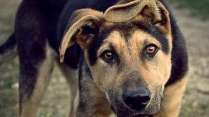 В Харькове мужчина отправил свою собаку на смерть за бутылку водки
