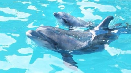 В Одессе на глазах у изумленной публики родился маленький дельфин