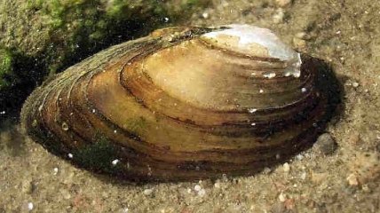 Ученые: у моллюсков есть сотни глаз