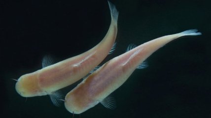 Неизвестный вид слепых рыб глаз обнаружен под землей 