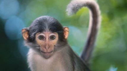 Смех до упаду: забавная обезьянка в парикмахерской покорила сеть (Видео)