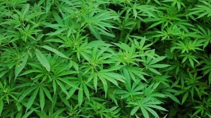 В ЮАР легализовали марихуану