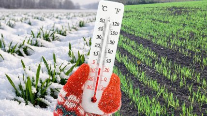 Поля Украины