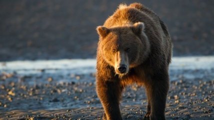В Якутии будут отстреливать медведей